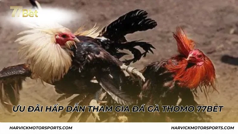 Ưu đãi hấp dẫn khi tham gia đá gà Thomo 77BET